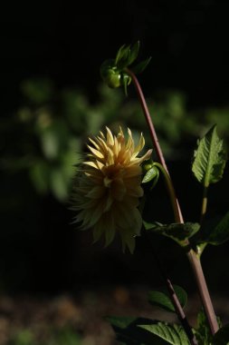 Bahçedeki güzel beyaz papatya çiçeği