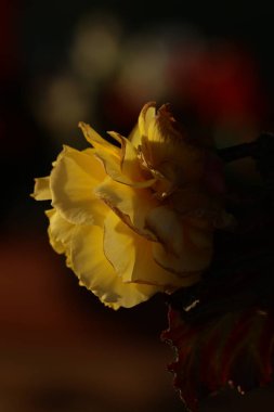 Koyu yeşil yaprakların üzerinde sarı çiçekler.