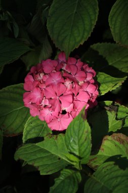 a beautiful botanical shot of a pink hibiscus bush with the blurred background