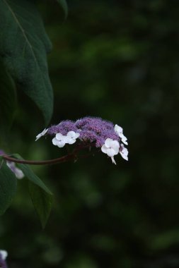 Bahçede beyaz çiçekler