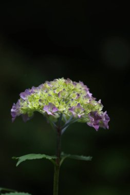 Doğada güzel çiçekler, flora