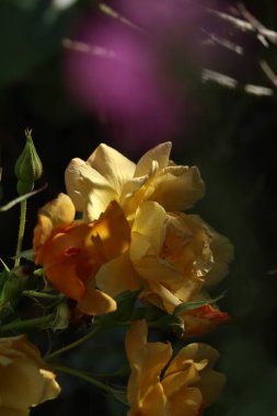 Güzel botanik fotoğrafı, doğal duvar kağıdı.