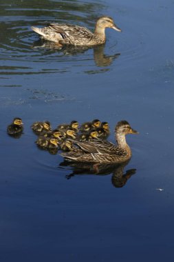 Çiçeklerin açtığı güzel manzarayı kapat.