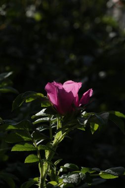 Bahçedeki güzel pembe güller