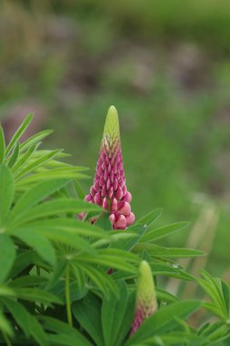 Yaz bahçesinde güzel pembe çiçekler.