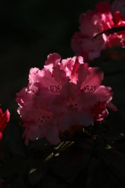 Bahçedeki pembe çiçek