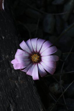 Bahçedeki güzel çiçekler