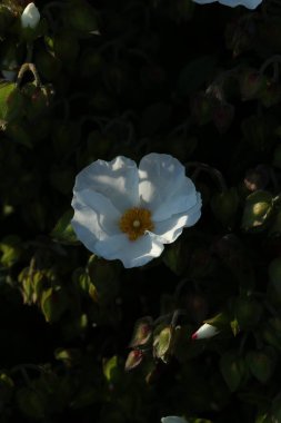 close up of beautiful floral shot
