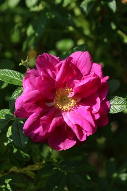 a beautiful red hibiscus flower, a pink and yellow flowers, close up shot, selective focus, macro
