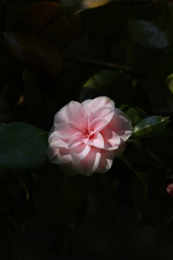 Bahçedeki güzel beyaz çiçekler