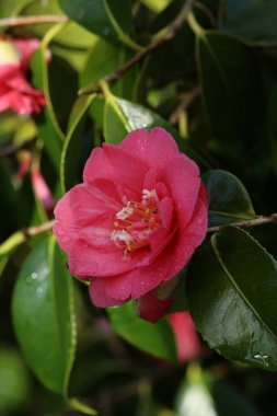 Çiçek açan güzel çiçeklerin yakın çekim görüntüsü