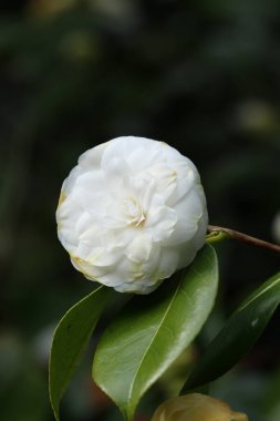 Bahçedeki beyaz gül