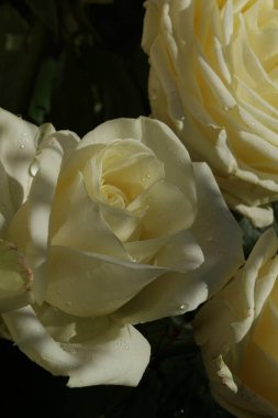 close-up of beautiful white roses, closeup