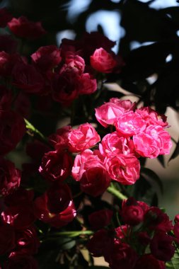 roses in a vase, selective focus
