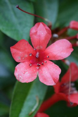 Güzel kırmızı çiçekler görünümünü kapat