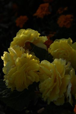 Bahçedeki renkli çiçekler.