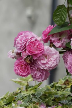 beautiful pink flowers on background, closeup