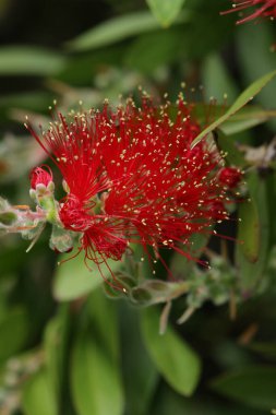 close up of red flower in summer garden, flora and fauna