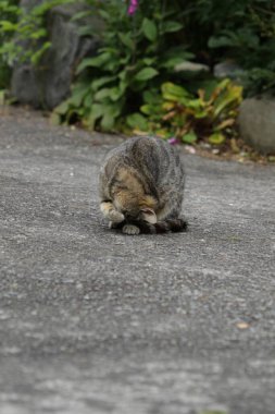 cat sitting on the floor, eating grass, looking up, close-ups