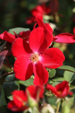 tatlı kırmızı gül çiçek