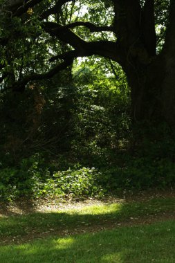 a vertical shot of a forest with the trees in a green grass