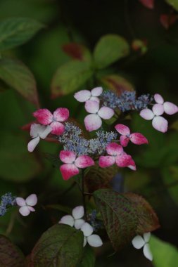 pink flowers, summer flora