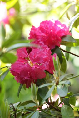 Bahçedeki güzel pembe çiçekler