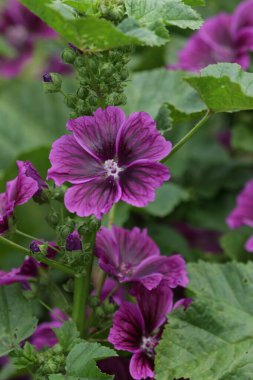 purple flowers of the wild poppy