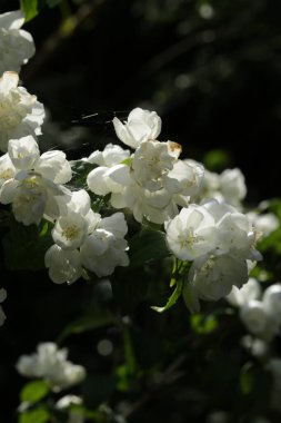 Bahçede çiçek açan güzel çiçekler