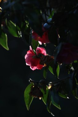 Güzel botanik fotoğrafı, doğal duvar kağıdı.