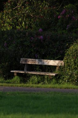 Parktaki boş bir bahçedeki çimenlikte bank