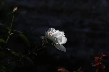 Bahçede güzel beyaz bir gül