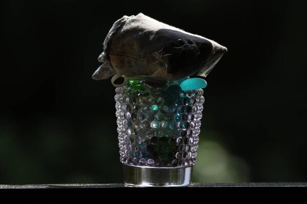 close up view of beautiful blue flower on black background