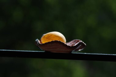a beautiful botanical shot, a single, and the little snail in the forest on a blurred background