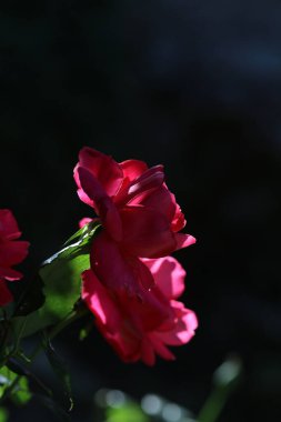 Bahçedeki kırmızı çiçek