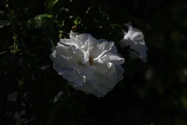 Beautiful White Peony Flower Spring Garden — Zdjęcie stockowe