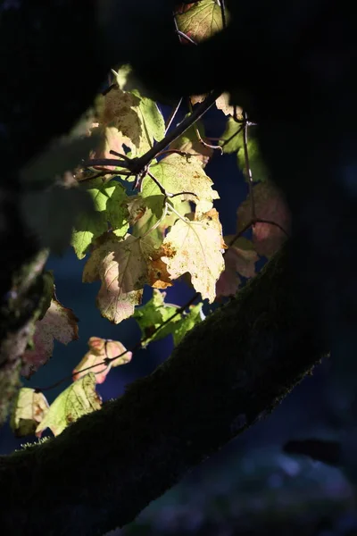 Vårblommor Flora Och Natur — Stockfoto