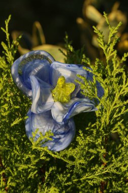 Beyaz arka planda güzel sarı çiçeklerin yakın plan fotoğrafı.