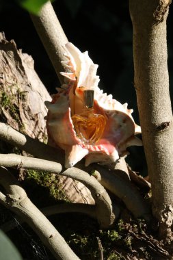 Yapraklı bir ağacın yakın görüntüsü