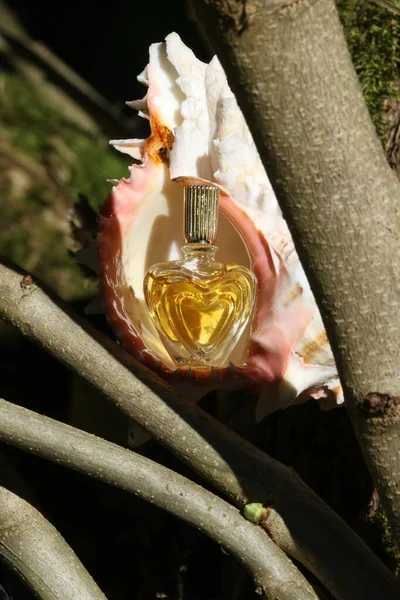 Zbliżenie Pięknych Perfum Wodzie — Zdjęcie stockowe