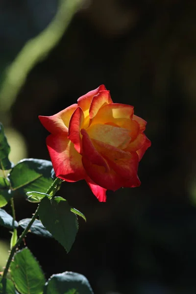 Piękne Ujęcie Czerwonych Róż — Zdjęcie stockowe