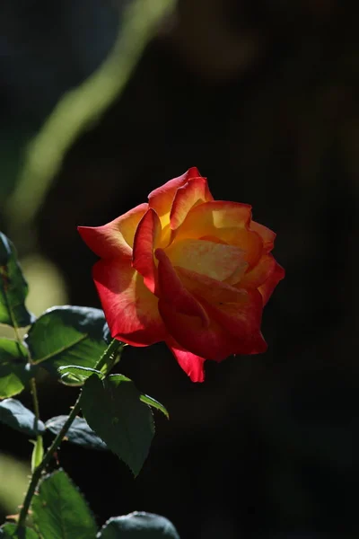 Piękne Róże Ogrodzie Widok Bliska — Zdjęcie stockowe