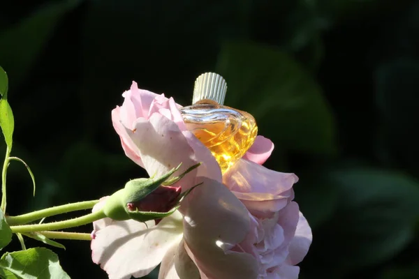 Piękne Różowe Kwiaty Flora Płatki — Zdjęcie stockowe