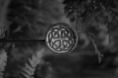 Ormandaki siyah kahve çekirdeklerini yakından çek.