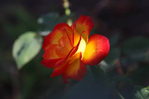Kaunis Kukkiva Kukka Puussa — kuvapankkivalokuva