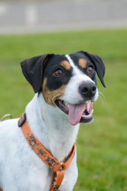 Tatlı bir köpeğin yakın plan portresi.