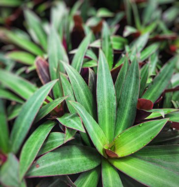 Moses in the Cradle or Tradescantia spathacea or boat lily. Moses in a basket or Moses-in-the-bulrushes or oyster plant full frame close up