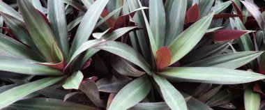 Moses in the Cradle or Tradescantia spathacea or boat lily. Moses in a basket or Moses-in-the-bulrushes or oyster plant full frame close up