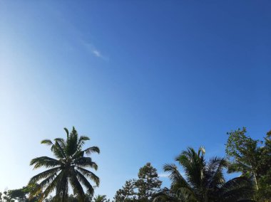 Blue sky on a shiny day with some leaves or tree