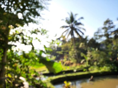 Blurred or unfocused or defocused rustic view. Trees wood and blue sky.
